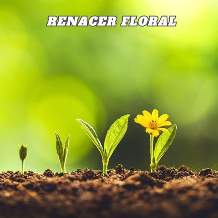 Renacer Floral