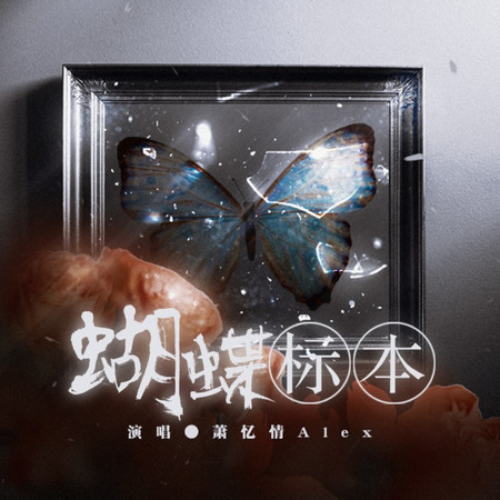 蝴蝶標本