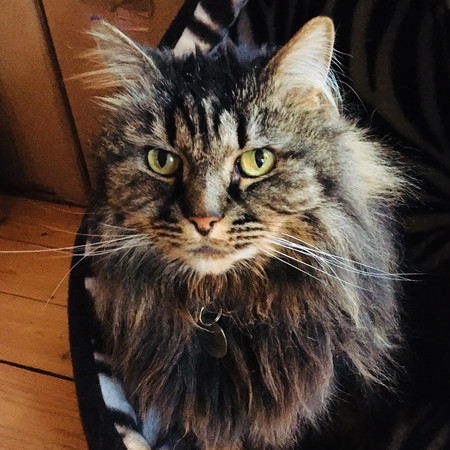 Calming Music To Soothe Your Cat