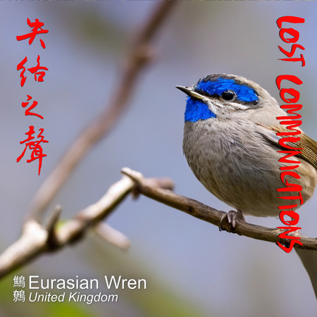 Eurasian Wren 鷦鷯 (UK)