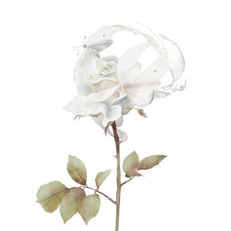 White Rose