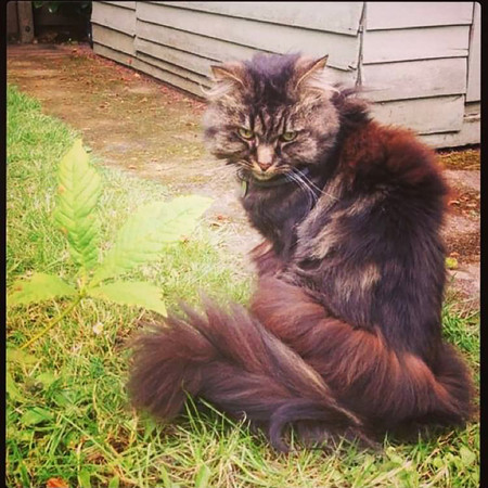 Let Me Put My Thinking Cat On