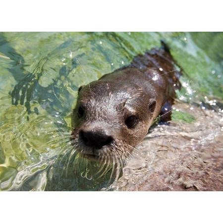 水獺請聽