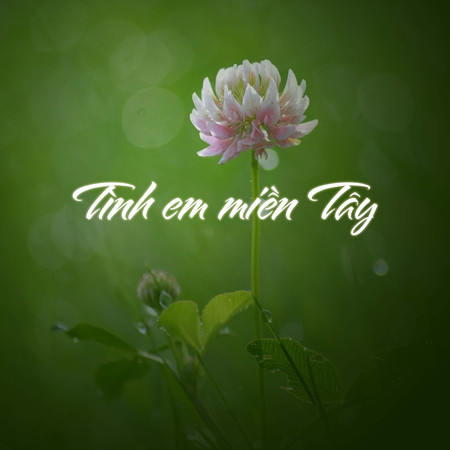Tình Em Miền Tây