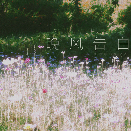 晚風告白