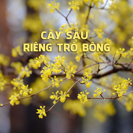 Cây Sầu Riêng Trổ Bông