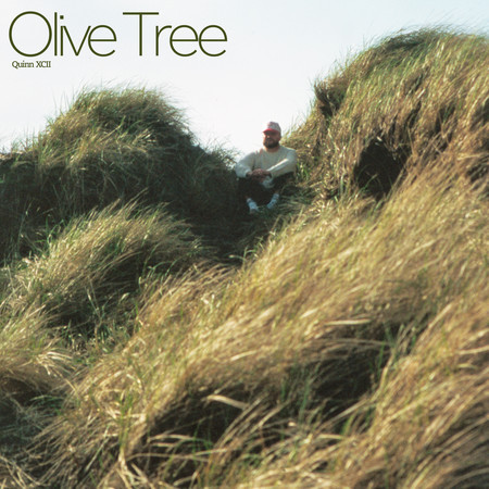 Olive Tree