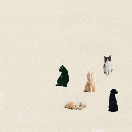 Cats and dogs