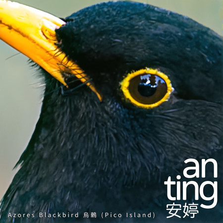 Azores Blackbird 烏鶇 (Pico Island)