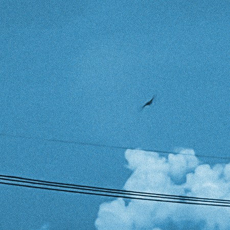 野鳥