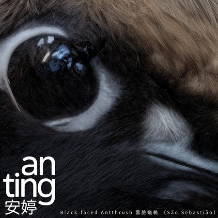 Black-faced Antthrush 黑臉蟻鶇 (São Sebastião)