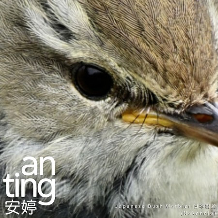 Japanese Bush Warbler 日本樹鶯 (Nakanojo)