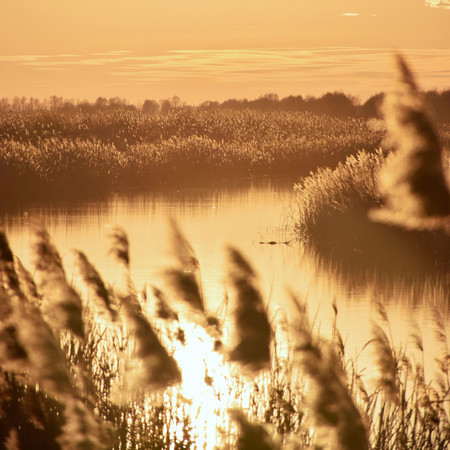 A Day Wrapped in Gold