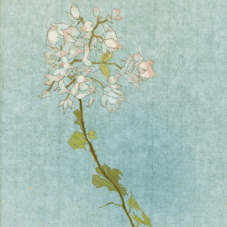 晴日樹影 Komorebi