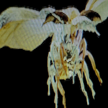專輯封面