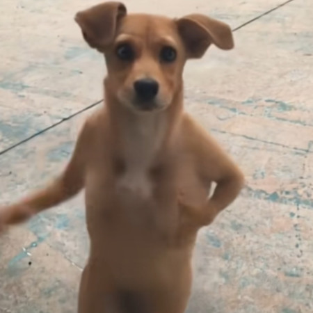 呆米小撒狗（最萌的小傻子）