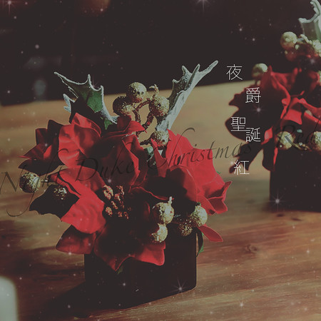 夜爵聖誕紅