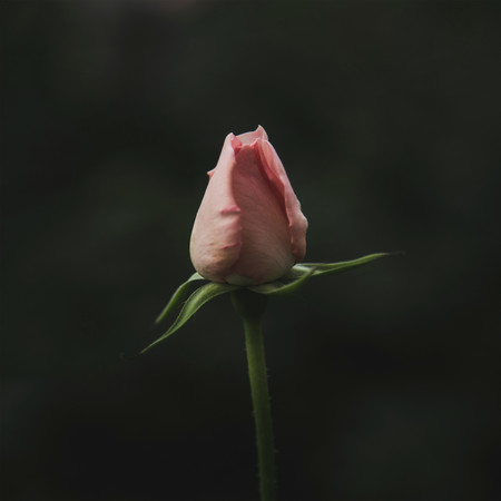 花は咲く (ポルトガル語ヴァージョン)