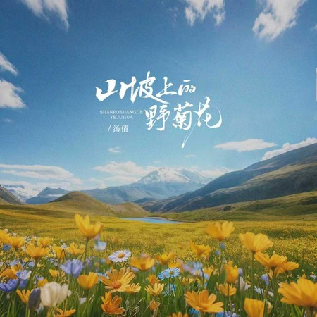 山坡上的野菊花