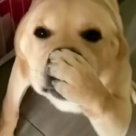 專輯封面