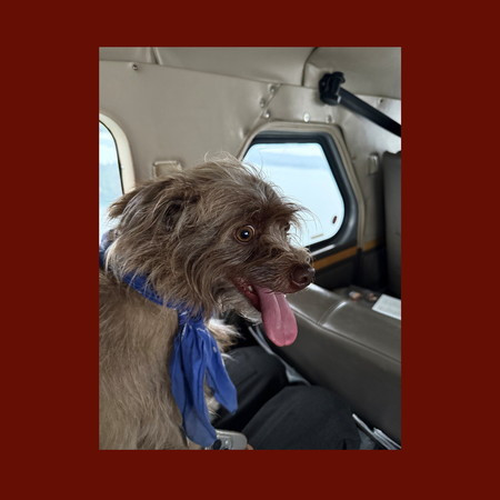 Seaplane Dog