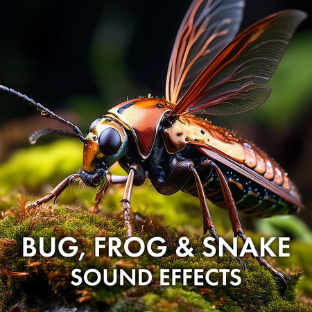 Bug Frog and Snake Sound Effects