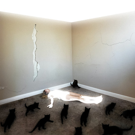 Les chats sauvages