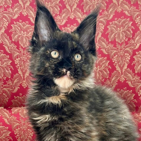 Only Time for Purrs