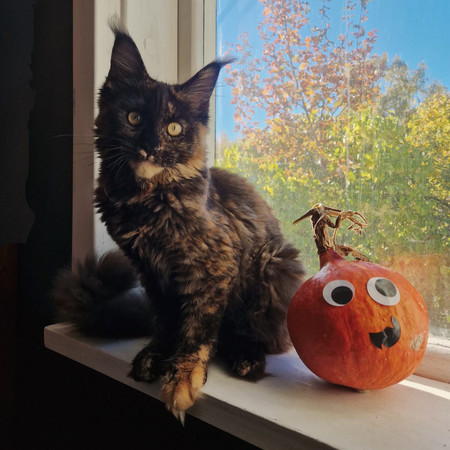 Meoween! (Hard House Halloween Remix)