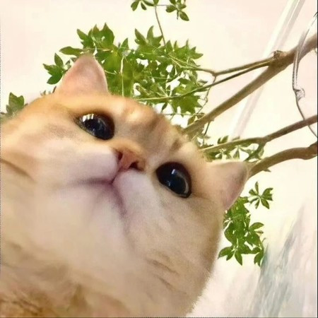 專輯封面