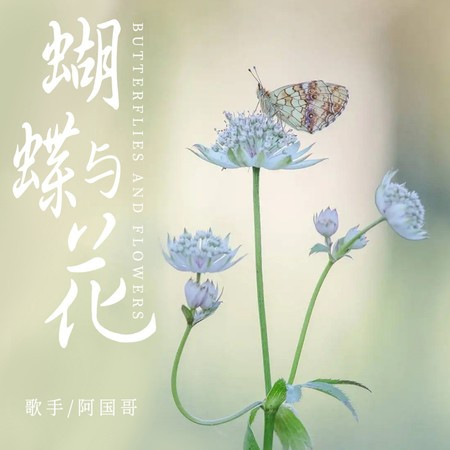 阿國哥