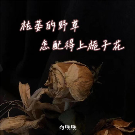 向晚晚
